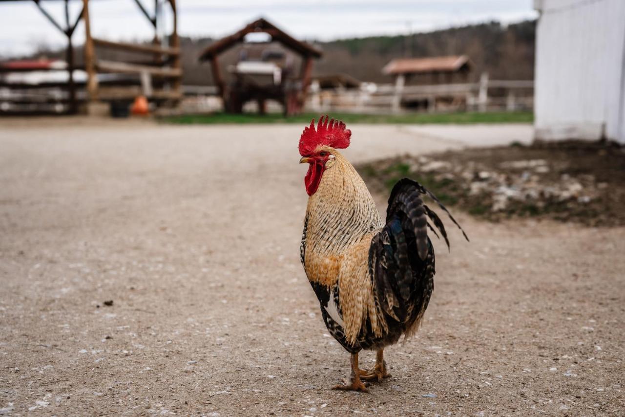 Boldizsar Lovas Haz Cserepfalu